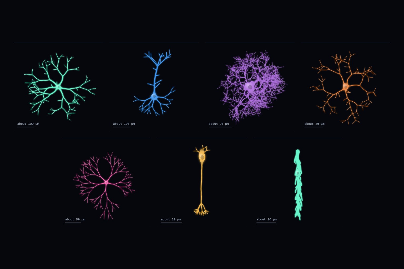 Seven glowing line sketches of cells on a dark ground: stellate, pyramidal, astrocyte and microglia in the top row, starburst amacrine, bipolar and Müller glia below.