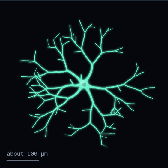 Sketch of a stellate cell in pale green: an angular cell body with six thick branches fanning out in every direction, each forking several times. A scale bar reads about 100 micrometres.