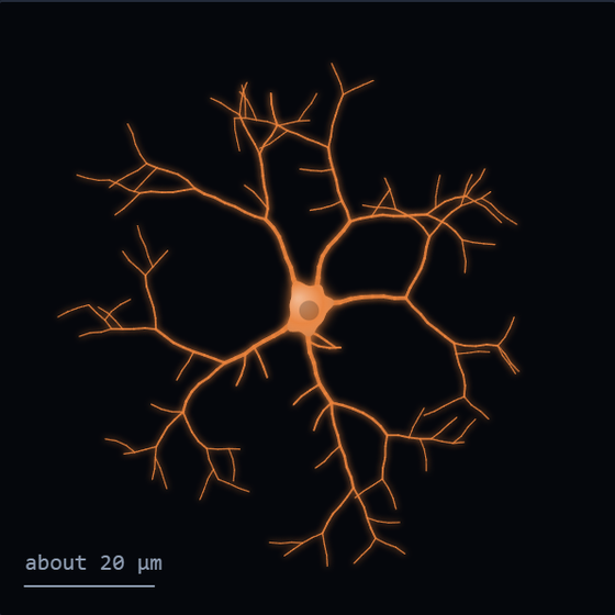 Sketch of a microglia in orange: a small cell body with five thin wandering branches, sparsely forked, ending in fine twigs. A scale bar reads about 20 micrometres.