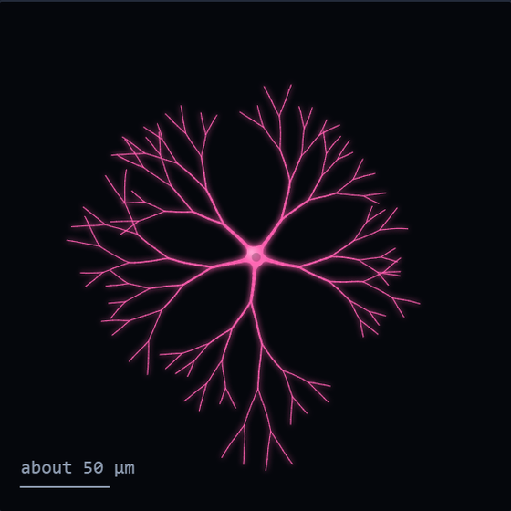 Sketch of a starburst amacrine cell in pink: a small cell body at the centre of five thin branches that fork again and again at regular angles, filling an almost perfect disc. A scale bar reads about 50 micrometres.